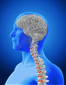 Motor Neurone_